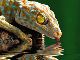 Gecko rock drinking water pond - a pond of water free wallpaper