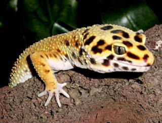 Leopard gecko sitting rock sunshine - a rock in the sun free wallpaper