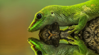 Green lizard sitting rock looking - a green lizard free wallpaper