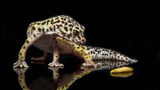Leopard gecko black surface reflection - its reflection free wallpaper