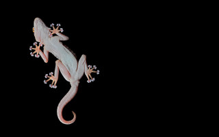 Lizard white orange markings body - a lizard free wallpaper for desktop