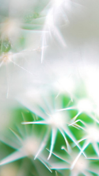 Dandelion closeup blurry background leaves - a close up of a dandelion free wallpaper