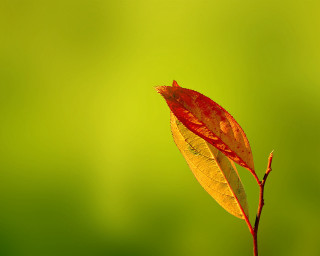 Single leaf stem green background - a single leaf free wallpaper for desktop