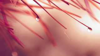 Tree branch water drops macro - leaf and a blurry background free wallpaper