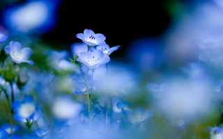 Close up blue flowers blurry - blue flower free wallpaper