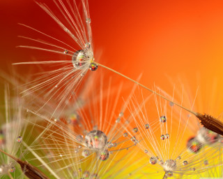 Dandelion water drops red background - a dandelion free wallpaper