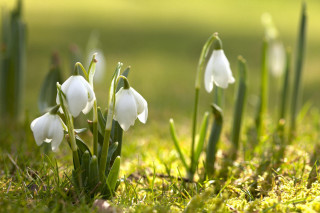 White flowers grass sunny macro - sunlight free wallpaper