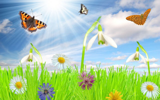 Field grass flowers butterflies blue - flower and butterflies free wallpaper for desktop