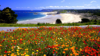 Field flowers beach blue sky - a beach in the background free wallpaper