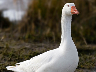 White duck grass field bushes - a red beak free wallpaper