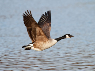 Goose flying water wings spread - hudson river school free wallpaper