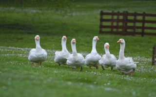 Ducks walking grass field bench - a grass free wallpaper