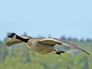Goose flying trees blue sky - a few tree free wallpaper