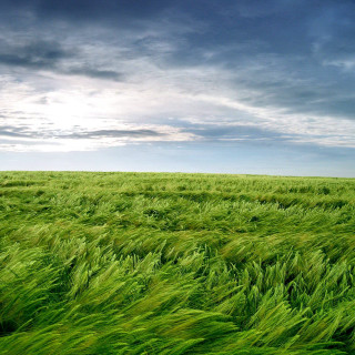 Field green grass cloudy sky 2 - free landscape wallpaper for tablet
