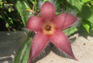 Pink flower yellow center rock - a green stem free wallpaper for desktop