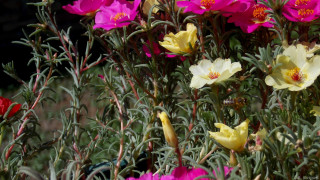 Flowers field grass dirt nature - a bunch of flowers free wallpaper