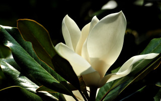 White flower green leaves sunlight 5 - the sunlight free wallpaper