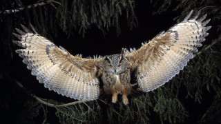 Large owl perched branch wings 2 - a large owl free wallpaper