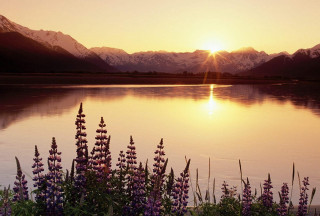 Lake flowers mountains sunset nature - the sun setting free wallpaper