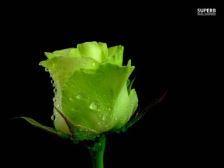 Green rose water droplets black - single free wallpaper for desktop
