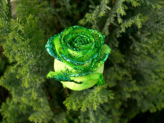 Green rose branch water droplets - petal free wallpaper
