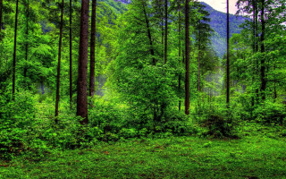 Lush green forest hillside trees - a hillside free wallpaper