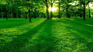 Grassy field trees bench sunshine 3 - a grassy field free wallpaper