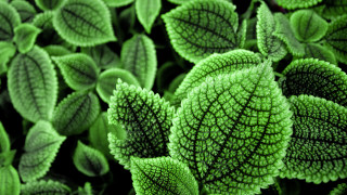 Green leafy plant bokeh nature - a green leafy plant free wallpaper