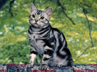 Cat blanket tree green background - a tree in the background free wallpaper