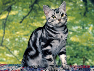 Cat tree green background rug - a table in front free wallpaper