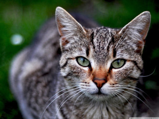 Cat green eyes looking camera - symmetrical eye free wallpaper