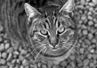 Serious cat looking up camera - a pile of rocks free wallpaper