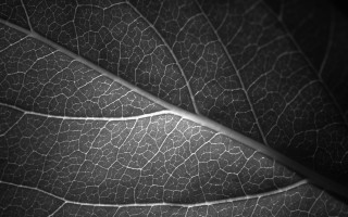 Leaf vein closeup black background - edward weston free wallpaper