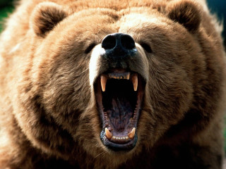 Brown bear mouth open showing 2 - tooth wide free wallpaper