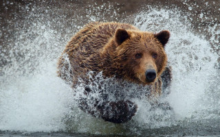 Brown bear running water splashing - a brown bear free wallpaper for desktop