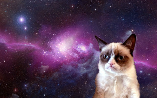 Cat purple blue background stars - space art free wallpaper