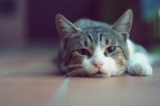 Cat laying floor sad looking - a portrait free wallpaper