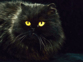 Black cat yellow eyes black - a black surface free wallpaper
