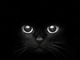 Black cat glowing eyes night 2 - black background free wallpaper for desktop