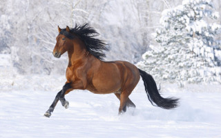 Horse running snow field forest - majestic free wallpaper