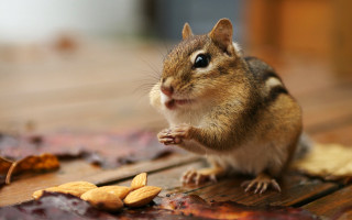 Chipmunk peanuts woodenfloor leaves blurry - chippy free wallpaper for desktop