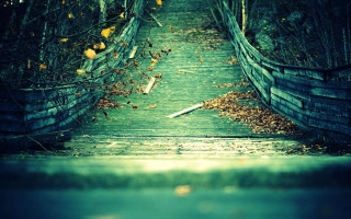 Wooden walkway leaves tree background - a bunch of leaves free wallpaper