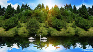 Two swans swimming lake trees - two swan free wallpaper