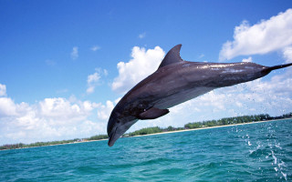 Dolphin jumping water sky background 3 - a dolphin free wallpaper