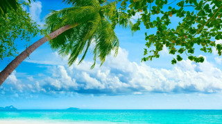 Palm tree beach blue sky 30 - a white sand beach free wallpaper for desktop