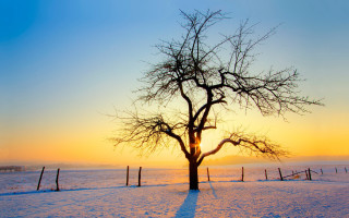 Tree snowy field sunset fence 2 - in the foreground free wallpaper for desktop