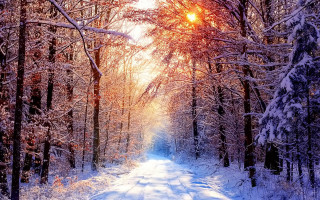 Snowy road trees sunset fireworks - covered ground free wallpaper