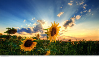 Sunflower field sunshine clouds background - the cloud free wallpaper for desktop