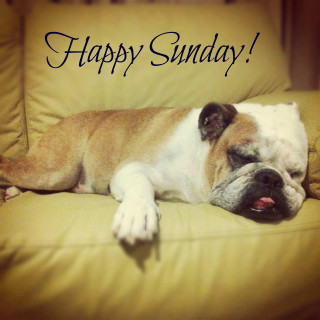 Dog couch happy sunday message - free holidays wallpaper for tablet