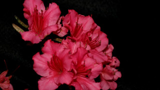 Pink flowers black background bunch - a black background behind them free wallpaper